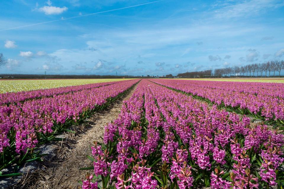 Overzicht over veld met paarse bloemen in rijen.