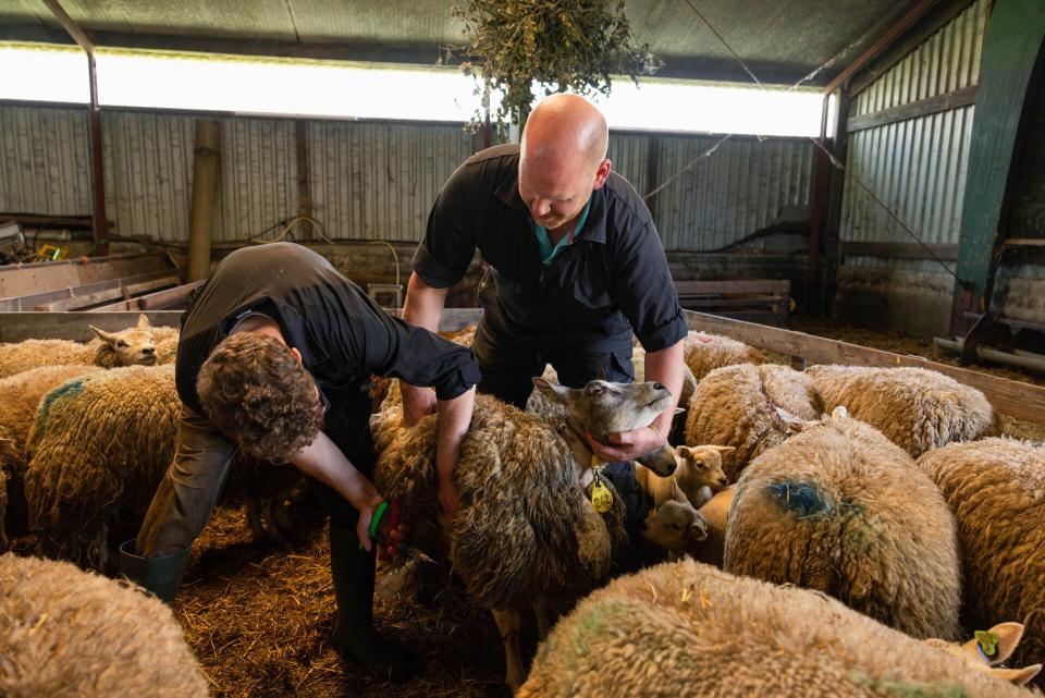 Temidden van een aantal schapen in een stal houdt een man een schaap vast, terwijl een ander een injectie toedient in de achterpoot van een van de schapen. 