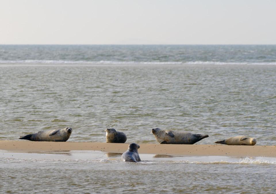 Zeehonden liggen op een zandheuvel die boven het zeewater uitsteekt. 