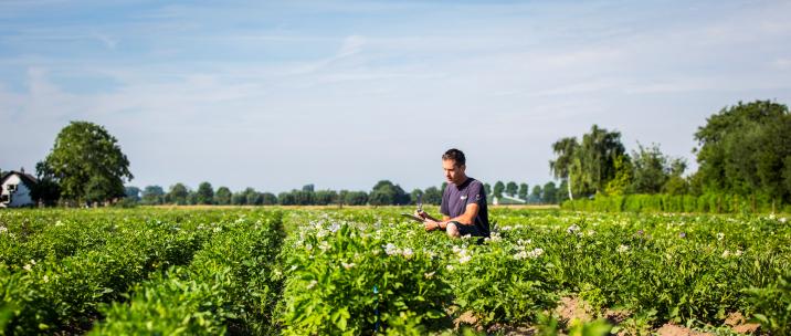 Aardappelveld met teler